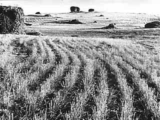 Monse Wheat Field